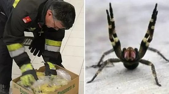 Autoridades identificaram a espécie encontrada no mercado como aranha armadeira, originária do Brasil | Reprodução / Redes Sociais / Governo do Pará