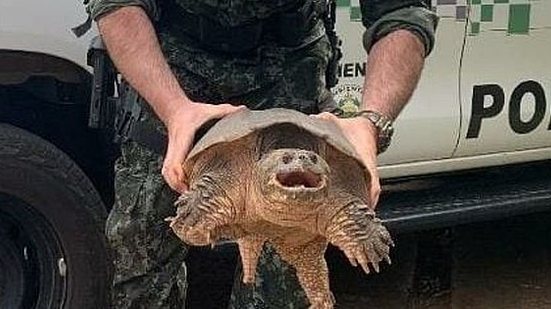 Imagem Tartaruga com mordida mais forte que a de um leão é encontrada em SP