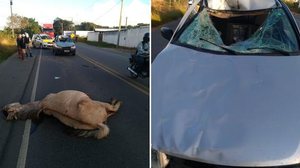 Imagem BPRv registra mais um atropelamento de cavalo em rodovia, em Alagoas