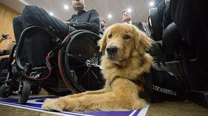 Lucas França e sua golden retriever paçoca | Diogo Moreira/a2img