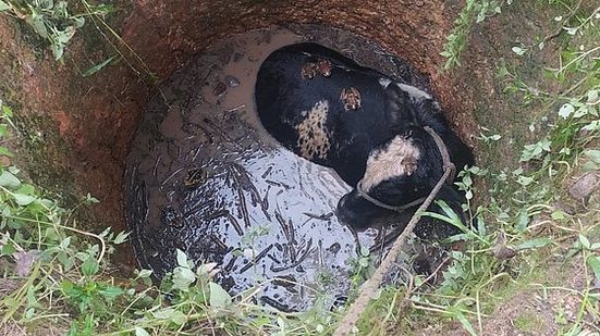 Imagem Bombeiros resgatam bezerro que caiu em poço de 3 metros, em Feira Grande