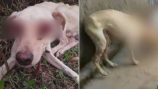 Imagem Cachorro vítima de maus-tratos tem câncer e não teve os olhos arrancados, diz OAB