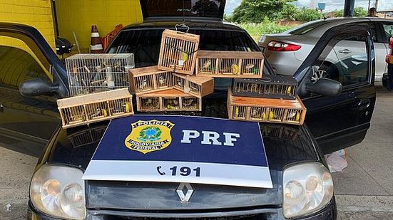 Pássaros viajaram mais de 2 mil quilômetros até Alagoas