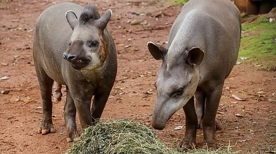 Zoo de Brasília / Reprodução