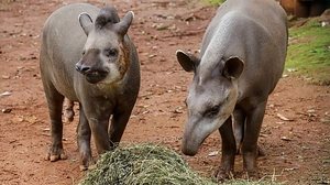 Zoo de Brasília / Reprodução