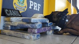 Material foi apreendido após buscas dos cães farejadores, mas nenhum suspeito foi preso | Foto: Ascom PM-AL e PRF