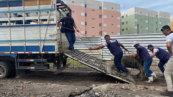 Animais criados de forma clandestina estão sendo apreendidos | Foto: Cortesia ao TNH1