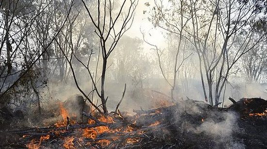 Queimada em Roraima | Foto: Agência Brasil