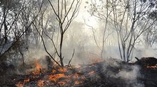 Queimada em Roraima | Foto: Agência Brasil