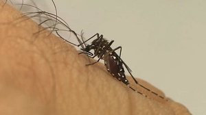 Mosquito da dengue | Divulgação / Fiocruz