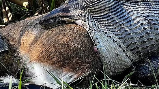 Foto: Reprodução/Ian Bartoszek, Conservancy of Southwest Florida