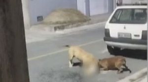 Imagem Pitbulls soltos em rua amedrontam moradores, atacam e matam gato; cenas fortes