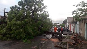 Árvore obstruiu via no Tabuleiro do Martins; ninguém ficou ferido | Cortesia