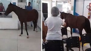 Animal passeou tranquilamente pela área interna da Unidade de Saúde | Cortesia ao TNH1