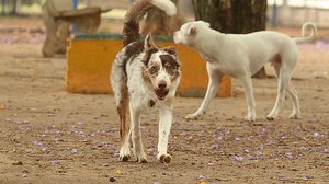 Animais domésticos têm troca de olhares mais intensa com os donos | Rovena Rosa/Agência Brasil