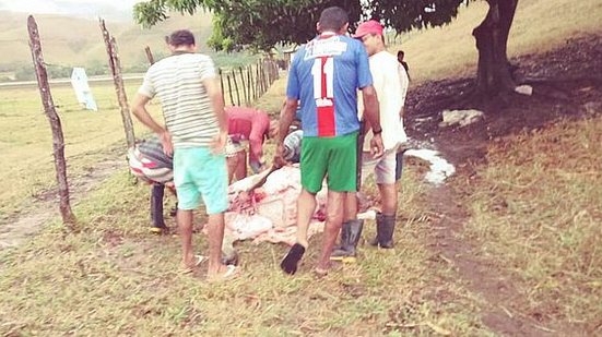 Grupo de pessoas de Santana do Mundaú tenta aproveitar carne de bois mortos por raio | Arquivo