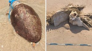 Imagem Tartaruga e golfinho são encontrados mortos em praias de Alagoas