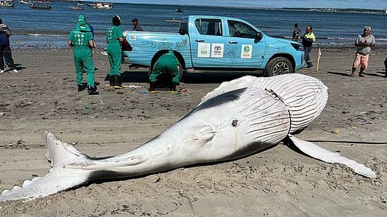 Filhote de baleia-jubarte é retirado após encalhar próximo ao porto | Divulgação/Instituto Biota