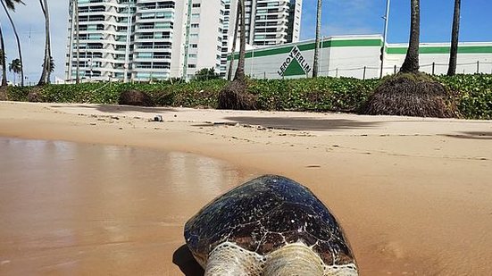 Divulgação/Biota