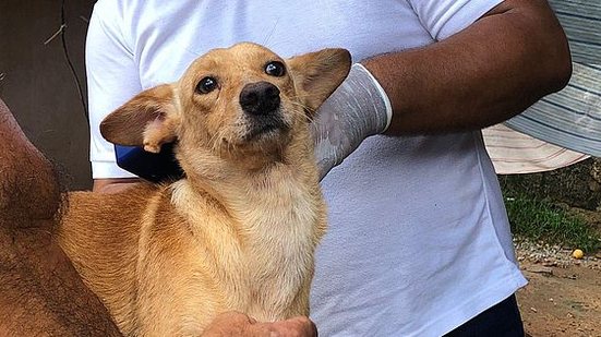 Gabinete da Causa Animal desenvolve apoio às ONGs e protetores independentes em Maceió | Foto: Ascom GGI Causa Animal