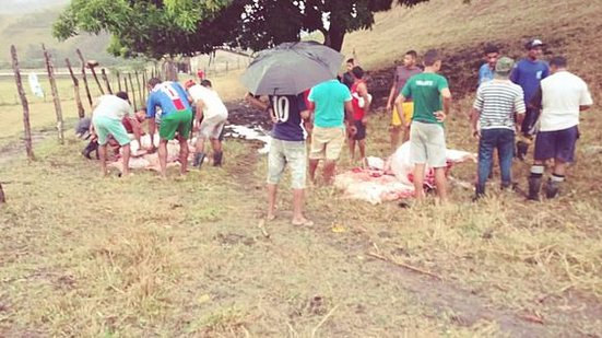 Imagem Durante chuva forte, raio mata três bois em sítio de Santana do Mundaú