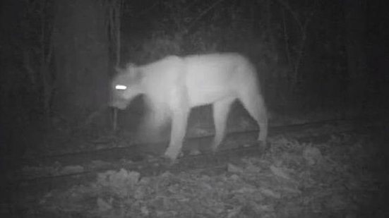 Divisão da Fauna Silvestre/Secretaria Municipal do Verde e do Meio Ambiente