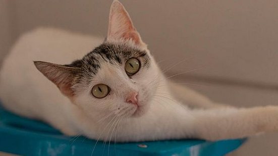 Cães e gatos estarão disponíveis nas duas feiras | Foto: Victor Vercant/Ascom SMS