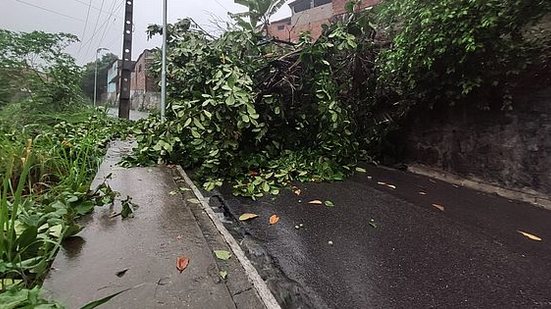 Imagem Após chuva forte, árvore cai e bloqueia trânsito na Ladeira da Moenda nesta quinta