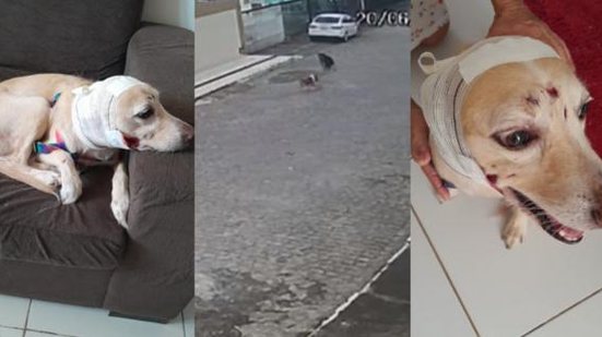 Cadela foi mordida na boca, orelha, barriga e cabeça | Foto: Reprodução