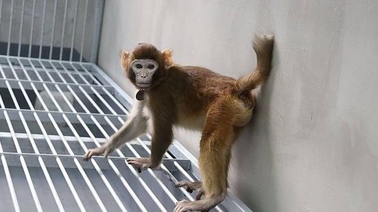 Clone de macaco-reso criado por pesquisadores da Academia Chinesa de Ciências | Zhaodi Liao et al/Nature Communications