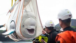 Imagem Baleias são libertadas no oceano após 12 anos presas em aquário para espetáculos ao público