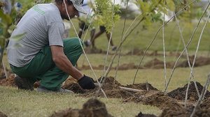 Restaura Caatinga ganha destaque neste 21 de setembro | Foto: Tânia Rêgo / Agência Brasil