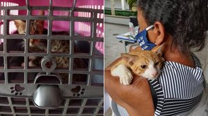 Imagem Ação social realiza castração de animais de rua no interior de Alagoas