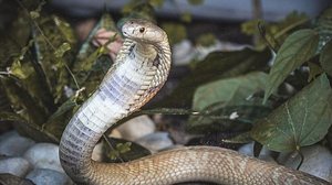 Foto: Ivan Matos / Zoológico de Brasília