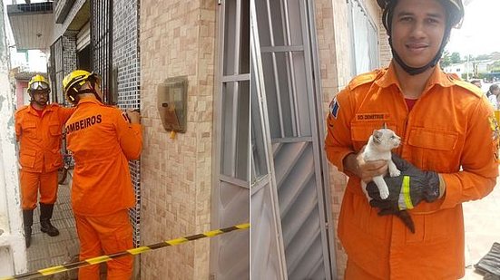 Imagem Filhote de gato fica preso entre paredes e bombeiros são acionados para o resgate