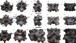 Cada uma das 27 vértebras da cobra, encontradas na Índia, tem o tamanho aproximado de um punho humano | Reprodução/Nature Magazine