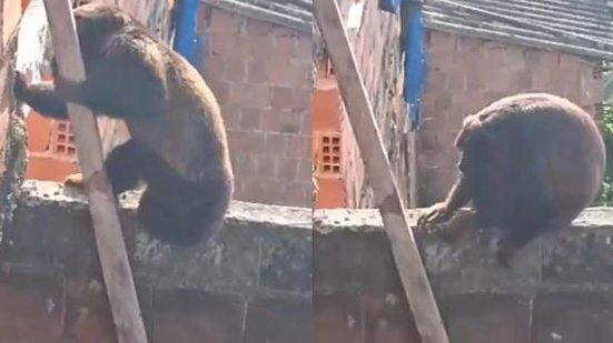 Animal é conhecido como "macaco roncador" | Foto: Reprodução