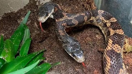 A cobra foi encontrada no quintal de uma casa e doada para o zoológico em 2016 | Reprodução / Facebook