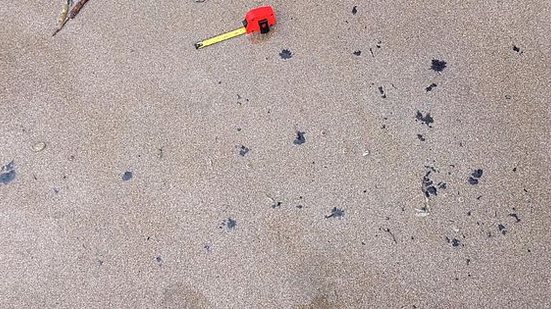 Imagem Manchas de óleo voltam a aparecer em praias do Litoral Sul de Alagoas