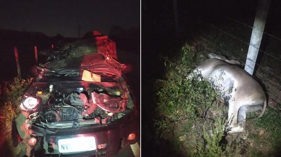 Imagem Jumento atravessa rodovia e é atingido em cheio por carro em Pão de Açúcar