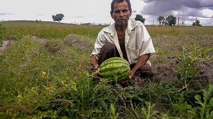 Ao todo, 27 mil agricultores de 34 municípios de Alagoas aderiram ao Garantia-Safra, junto à Seagri e ao Ministério da Agricultura. | Foto: Arquivo Seagri