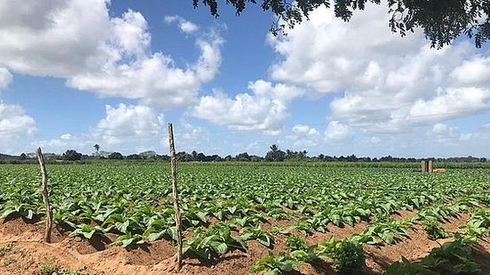 Imagem Com inverno chuvoso, fumicultura espera safra melhor que a de anos anteriores no Agreste