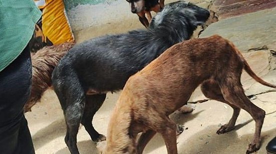 Imagem Vigilância Sanitária notifica abrigo clandestino de animais no Conjunto João Sampaio