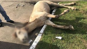 Imagem Após ser negligenciado pelo dono, cavalo é atropelado e acaba sacrificado