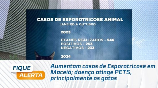 Aumentam casos de Esporotricose em Maceió; doença atinge PETS, principalmente os gatos