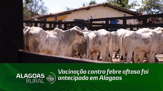 Vacinação contra febre aftosa foi antecipada em Alagoas