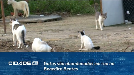 Gatos são abandonados em rua no Benedito Bentes; alguns animais estão machucados e doentes