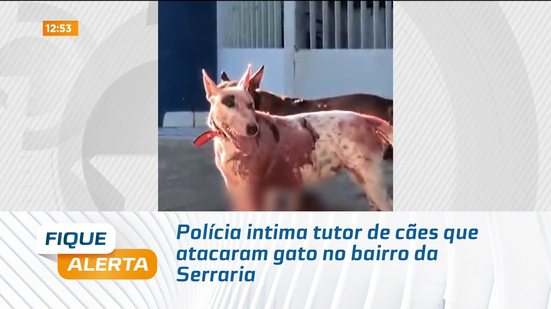 Polícia intima tutor de cães que atacaram gato no bairro da Serraria