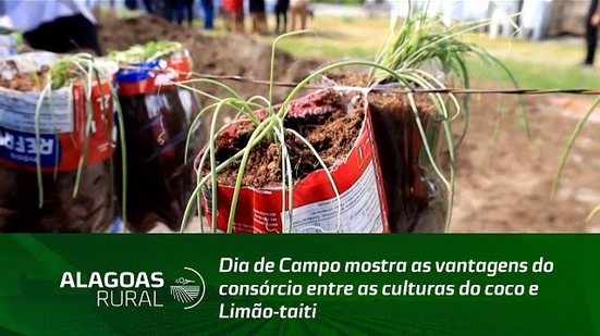 Dia de Campo mostra as vantagens do consórcio entre as culturas do coco e Limão-taiti