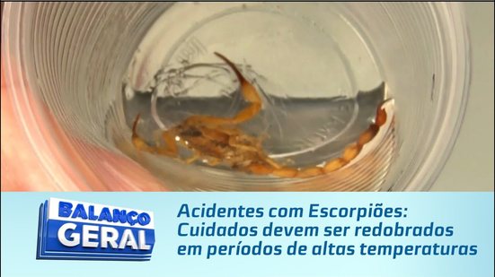 Acidentes com Escorpiões: Cuidados devem ser redobrados em períodos de altas temperaturas